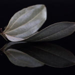 Feuilles de cannelier