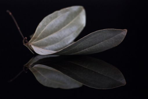 Feuilles de cannelier